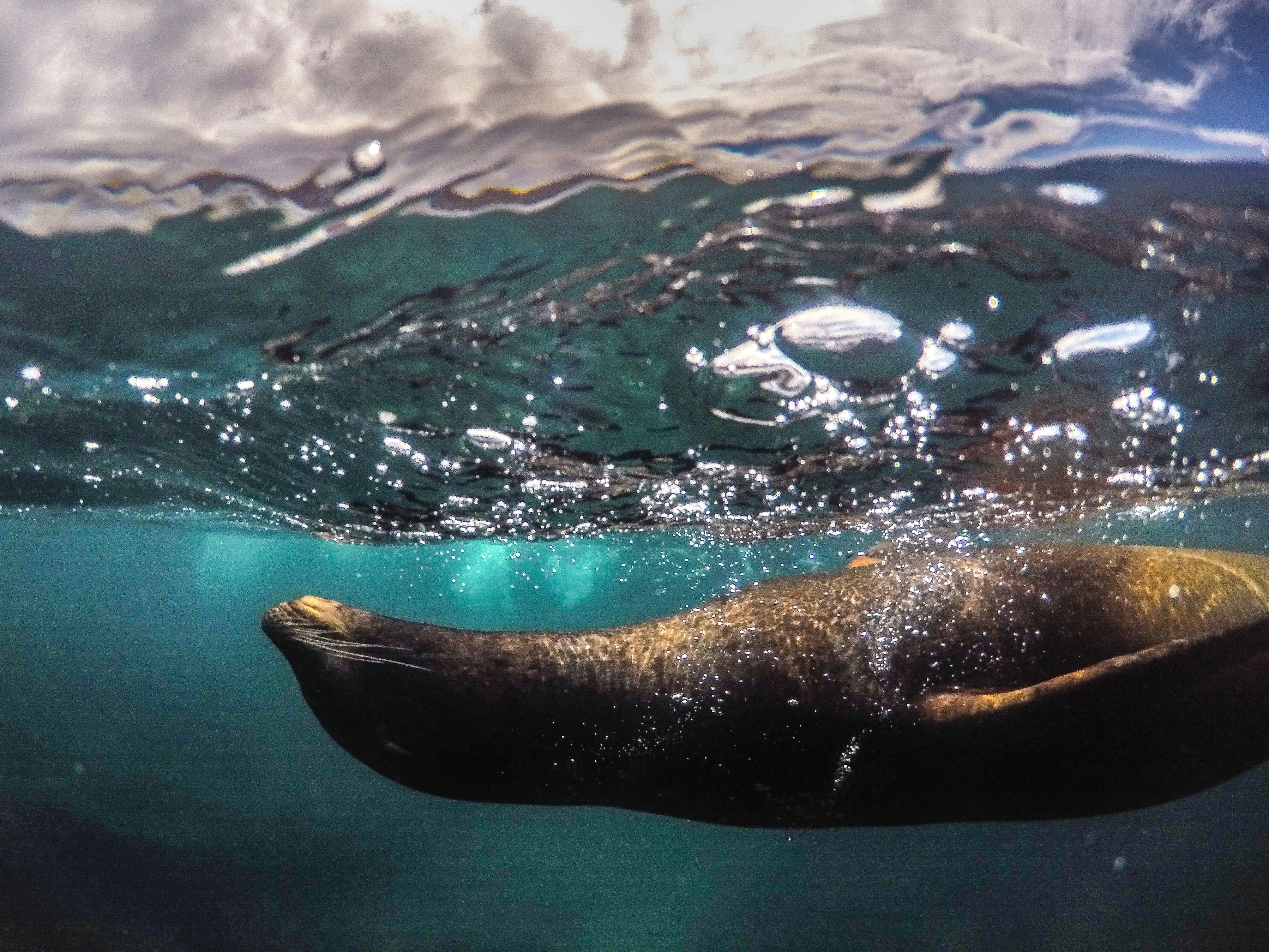 sea lion underwater